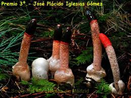 Attēlu rezultāti vaicājumam “Mutinus caninus”