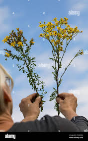 Image result for Johanniskraut