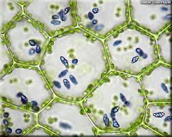 Attēlu rezultāti vaicājumam “Calypogeia azurea”