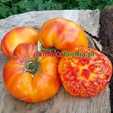 Afbeeldingsresultaat voor mortgage lifter bicolor strain tomato