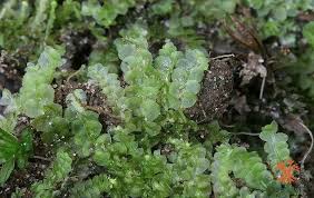 Attēlu rezultāti vaicājumam “Calypogeia fissa”