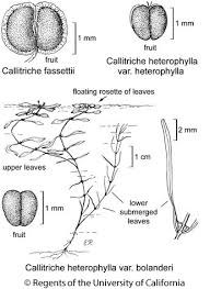 Attēlu rezultāti vaicājumam “Callitriche hermaphroditica leaf”