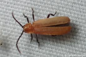 Attēlu rezultāti vaicājumam “Lycidae”