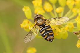 Attēlu rezultāti vaicājumam “Eupeodes nielseni”