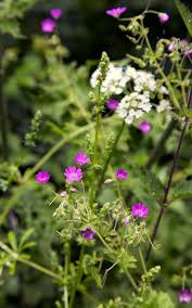 Attēlu rezultāti vaicājumam “Geranium pyrenaicum flower”