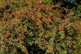 Attēlu rezultāti vaicājumam “Cotoneaster multiflorus fruit”