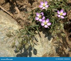 Attēlu rezultāti vaicājumam “Spergularia rubra”