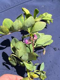 Attēlu rezultāti vaicājumam “Lathyrus japonicus subsp. maritimus flower”