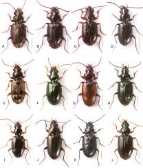 Attēlu rezultāti vaicājumam “Bembidion litorale”