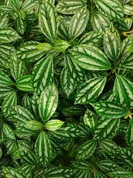 Attēlu rezultāti vaicājumam “Urticaceae”