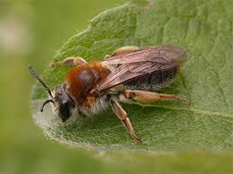 Attēlu rezultāti vaicājumam “Andrena haemorrhoa”