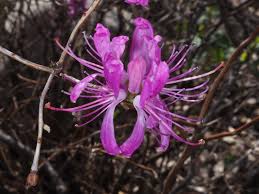 Attēlu rezultāti vaicājumam “Rhododendron canadense”