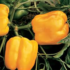 Afbeeldingsresultaat voor californian wonder golden sweet pepper
