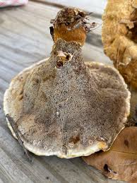 Attēlu rezultāti vaicājumam “Onnia tomentosa”