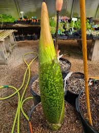 Attēlu rezultāti vaicājumam “Homomallium incurvatum sporophyte”