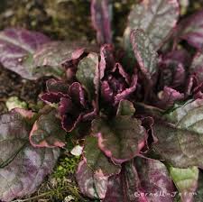 Attēlu rezultāti vaicājumam “Ajuga reptans bud”