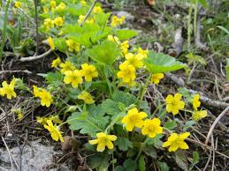 Attēlu rezultāti vaicājumam “Waldsteinia geoides flower”