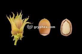 Attēlu rezultāti vaicājumam “Corylus avellana fruit”