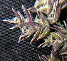 Attēlu rezultāti vaicājumam “Poa pratensis fruit”