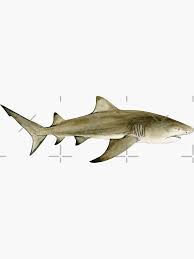 Image result for Negaprion brevirostris