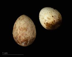 Attēlu rezultāti vaicājumam “Muscicapa striata nest”