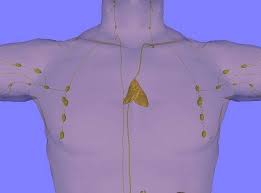 Image result for Thymus