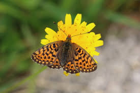 Attēlu rezultāti vaicājumam “Clossiana euphrosyne upperside”