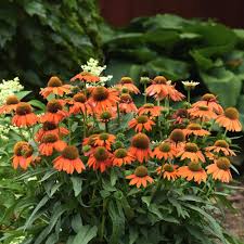 Image result for Echinacea Lustre hybrids