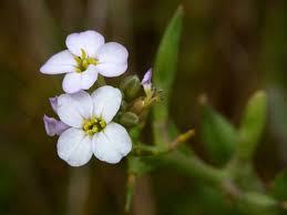Attēlu rezultāti vaicājumam “Cakile maritima subsp. baltica flower”