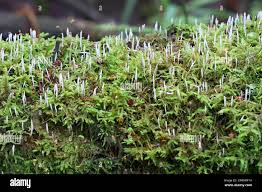 Attēlu rezultāti vaicājumam “Eocronartium muscicola”