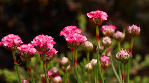 Attēlu rezultāti vaicājumam “Armeria vulgaris bud”