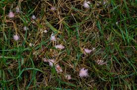 Attēlu rezultāti vaicājumam “Dianema nivale spores”