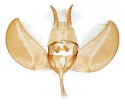 Attēlu rezultāti vaicājumam “Yponomeuta evonymella”