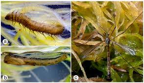Attēlu rezultāti vaicājumam “Capsus ater imago”