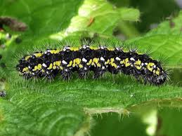 Attēlu rezultāti vaicājumam “Callimorpha dominula larva”