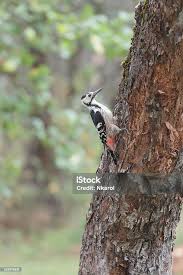 Attēlu rezultāti vaicājumam “Dendrocopos leucotos female”