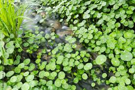 Attēlu rezultāti vaicājumam “Hydrocotyle vulgaris flower”
