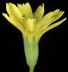 Attēlu rezultāti vaicājumam “Lapsana communis bud”