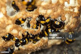 Attēlu rezultāti vaicājumam “Diaperis boleti nest”