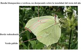 Attēlu rezultāti vaicājumam “Gonepteryx rhamni upperside”