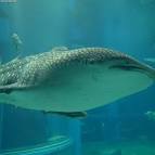 Whale Shark Rhincodon typus (Smith, 1828). Regnum:Animalia Phylum|:Chordata - via Daymix