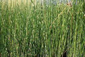 Attēlu rezultāti vaicājumam “Schoenoplectus lacustris subsp. lacustris”