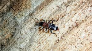 Attēlu rezultāti vaicājumam “Thanasimus formicarius”