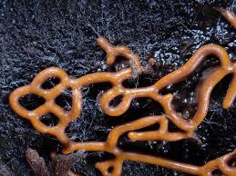 Attēlu rezultāti vaicājumam “Hemitrichia serpula”