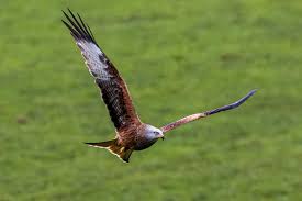 Image result for Kite Ireland