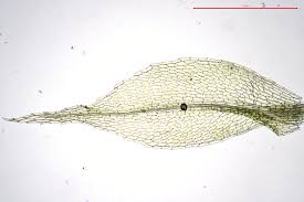 Attēlu rezultāti vaicājumam “Splachnum ampullaceum sporophyte”
