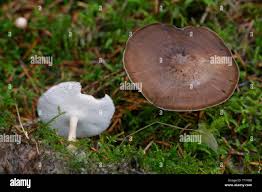 Attēlu rezultāti vaicājumam “Polyporus brumalis”