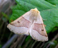 Attēlu rezultāti vaicājumam “Crocallis elinguaria larva”