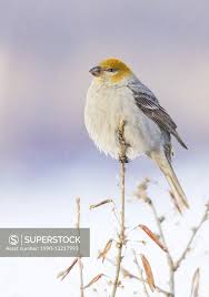 Attēlu rezultāti vaicājumam “Pinicola enucleator”