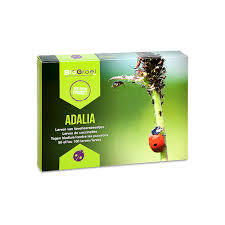 Attēlu rezultāti vaicājumam “Adalia bipunctata larva”